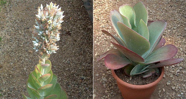 Fiore di Kalanchoe thyrsiflora