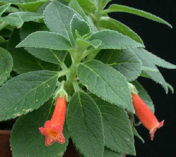 Kohleria hirsuta