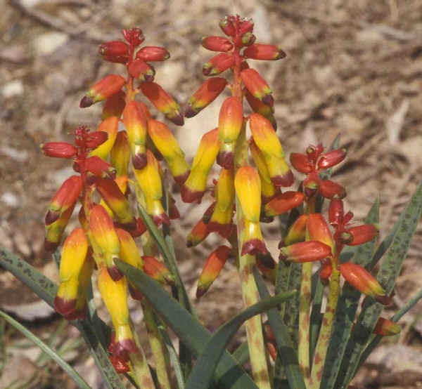 Lachenalia aloides var. Quadricolor