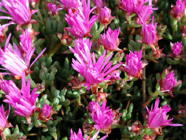 Lachenalia aloides var. Quadricolor