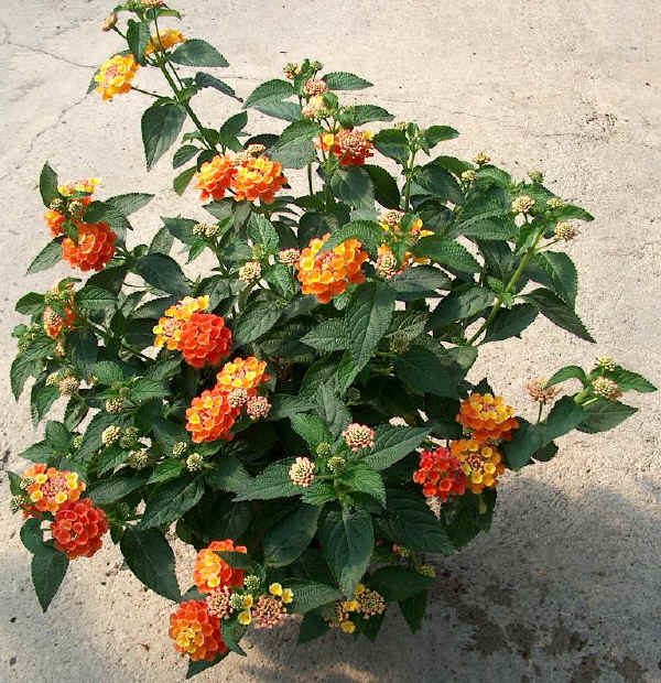 Lantana camara