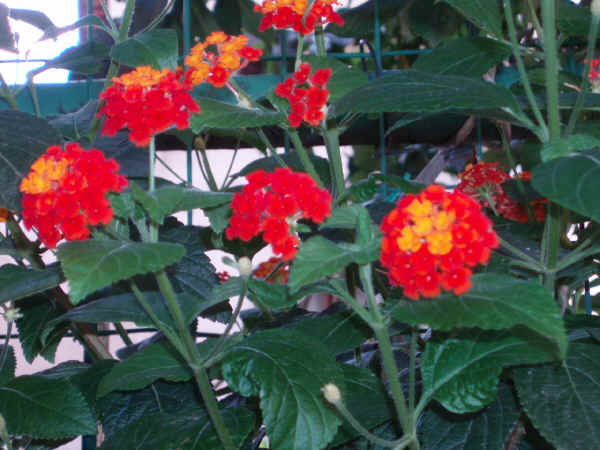 Lantana camara