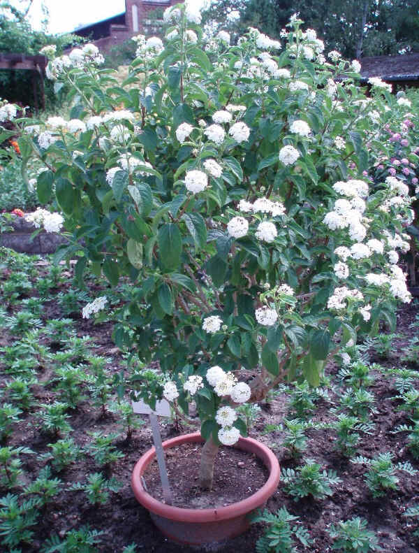 Lantana camara "Biancaneve"