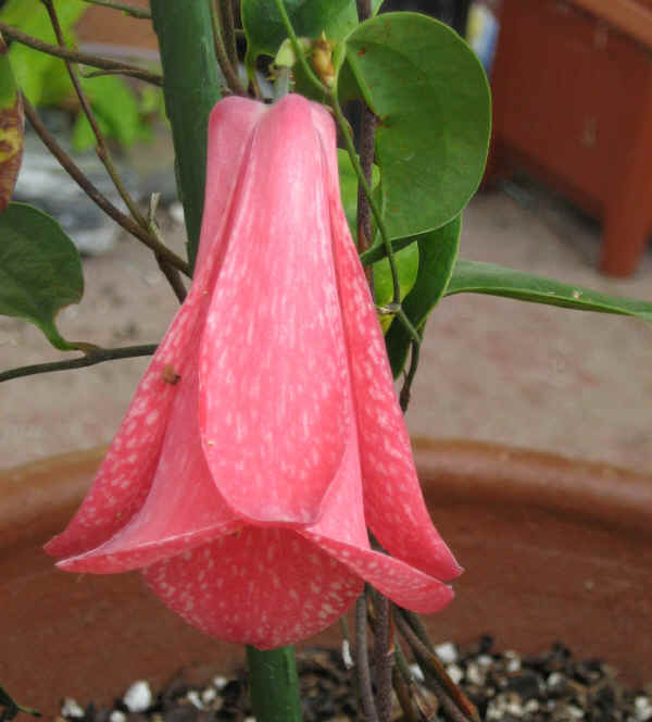 Lapageria rosea ‘Mission Lace’