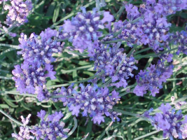 Fiori di Lavanda angustifolia