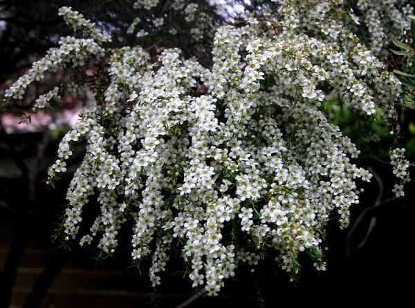 Leptospermum flavescens