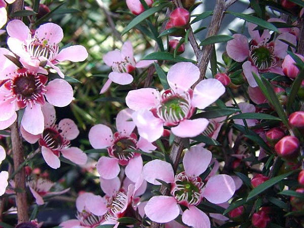 Leptospermum flavescens