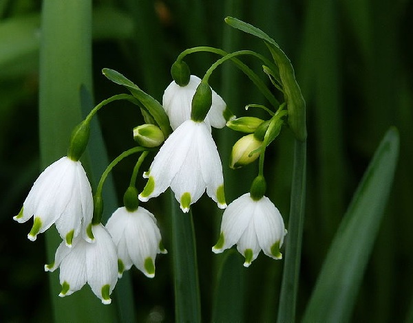 Leucojum aestivum