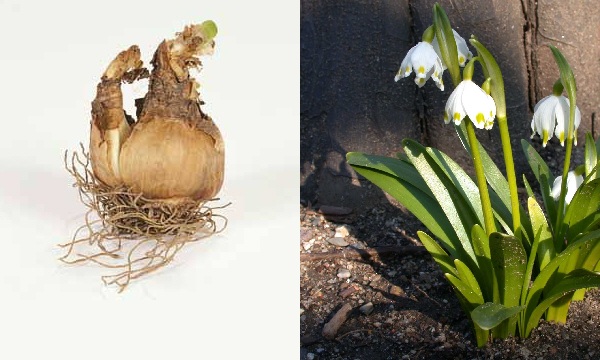 Leucojum vernum