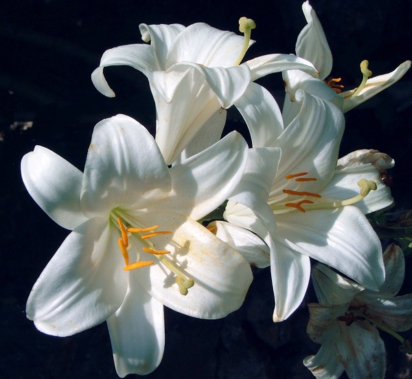 Lilium candidum