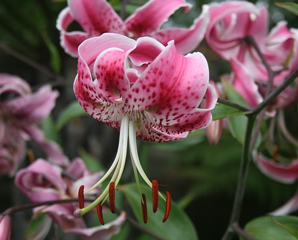 Lilium speciosum