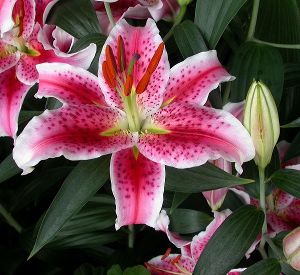 Lilium Stargazer