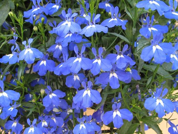 Lobelia erinus