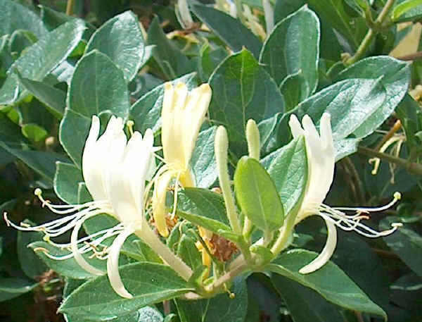 Lonicera - Caprifoglio