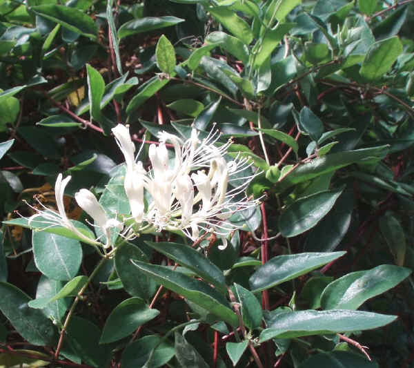 Lonicera confusa