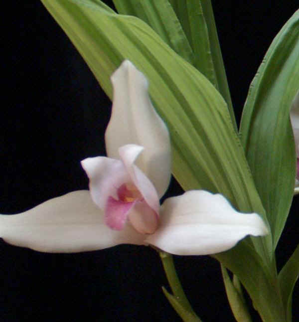 Lycaste skinneri