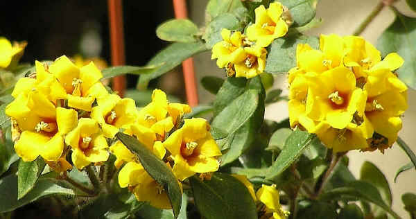 Fiori di Lysimachia