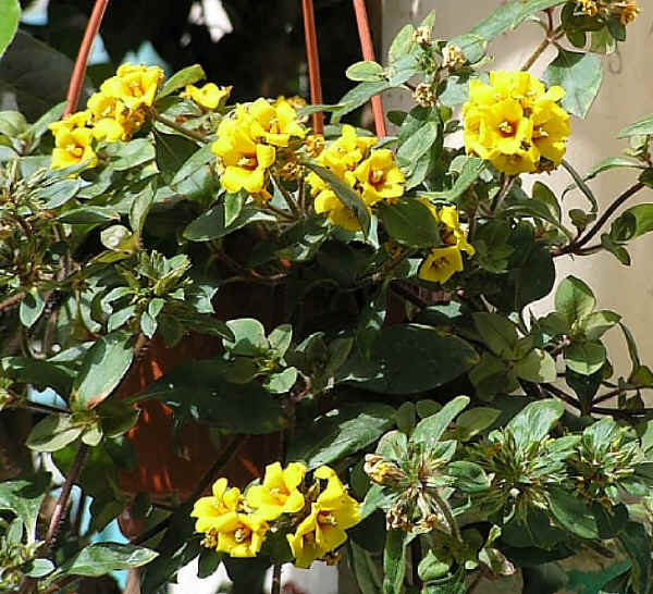 Pianta Con Fiori Gialli A Grappolo