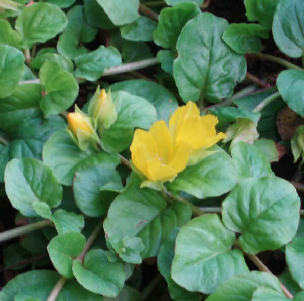 Lysimachia nummularia