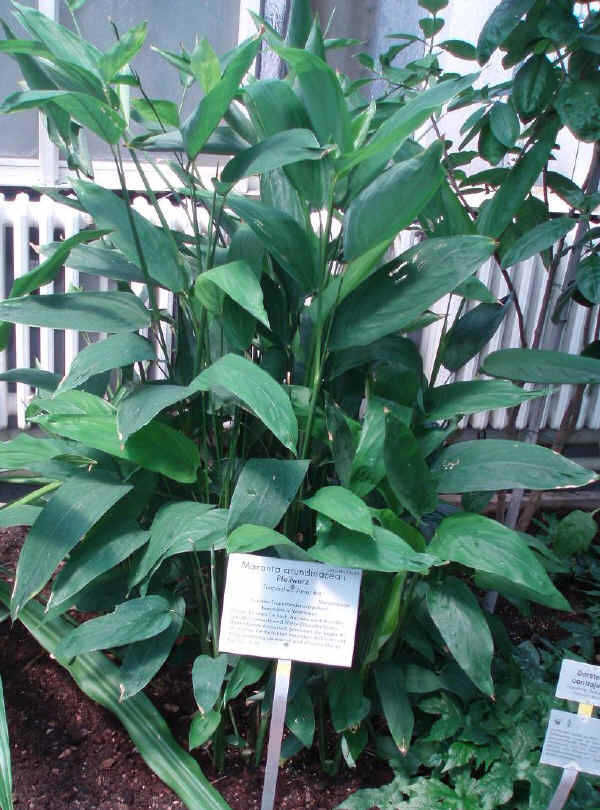Maranta arundinacea