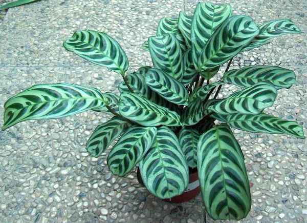 Maranta leuconeura