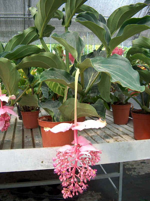 Medinilla magnifica