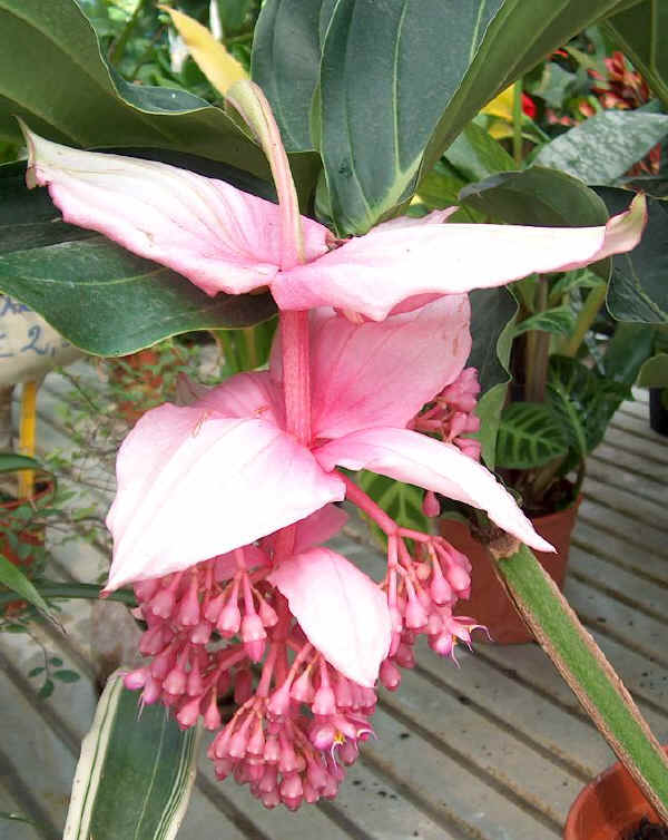 Fiore di Medinilla magnifica