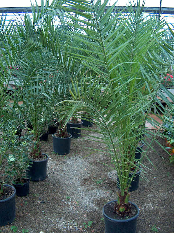 Microcoelum weddelianum o Syagrus weddeliana o Cocos weddeliana