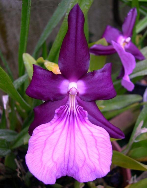 Miltonia spectabilis varietà Morreliana