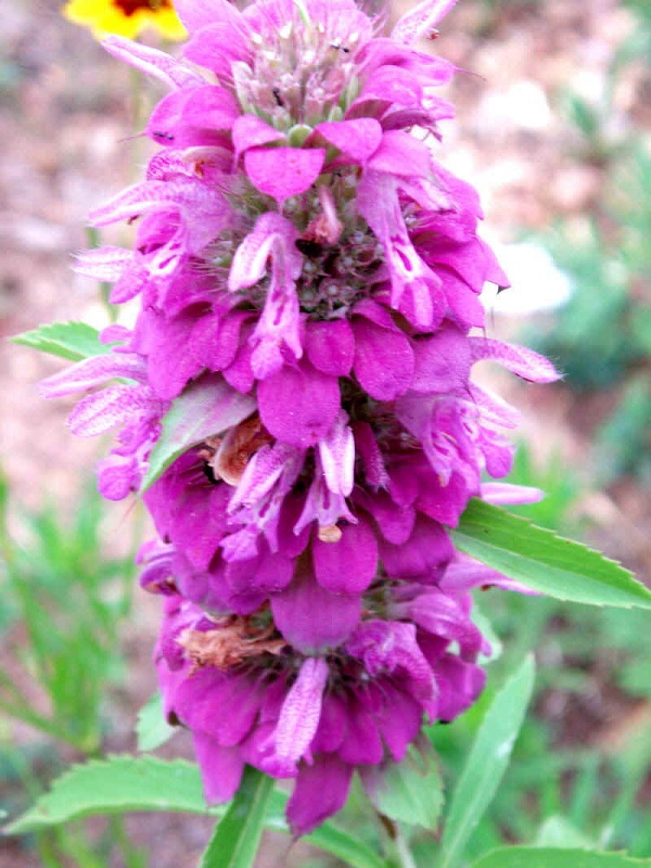 Monarda citriodora