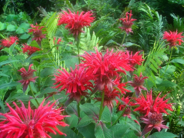 Monarda didyma