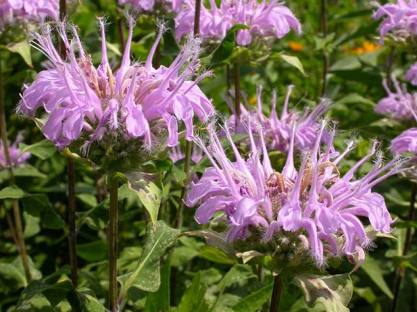 Monarda fistulosa