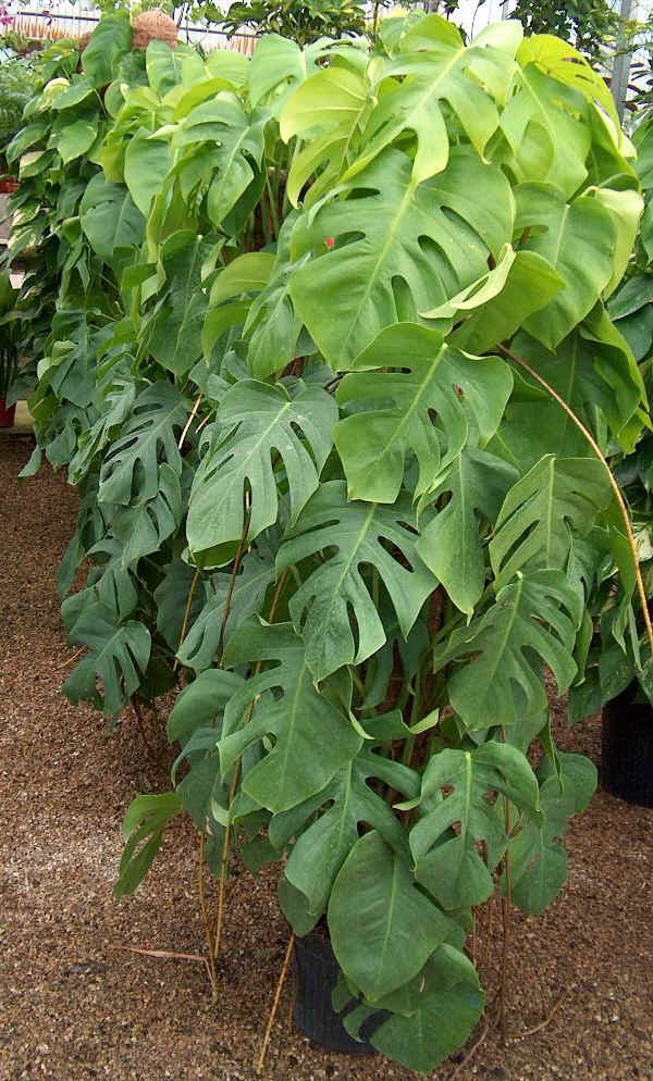 Monstera deliciosa o Philodendron pertusum