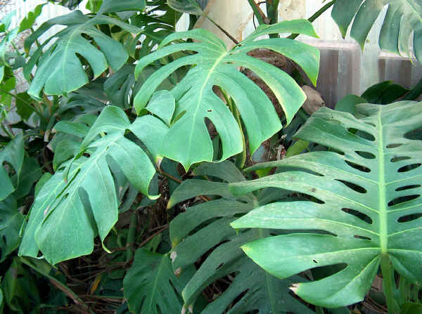 Monstera deliciosa o Philodendron pertusum