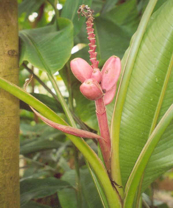 Frutti di Musa velutina