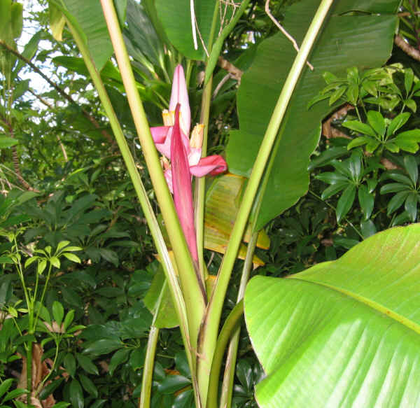 Fiori di Musa velutina