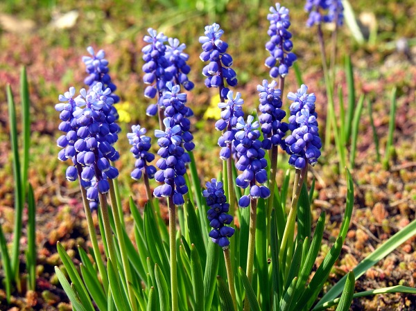 Muscari botryoides