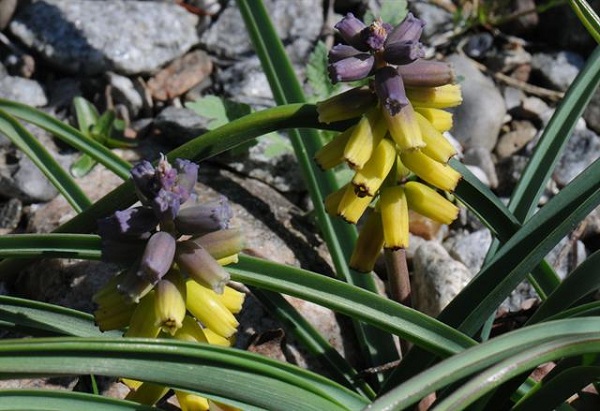 Muscari moschatum