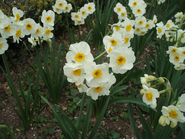 Narciso