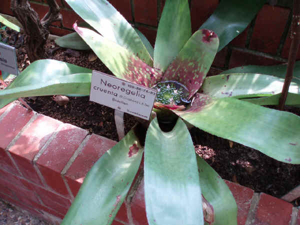 Neoregelia cruenta