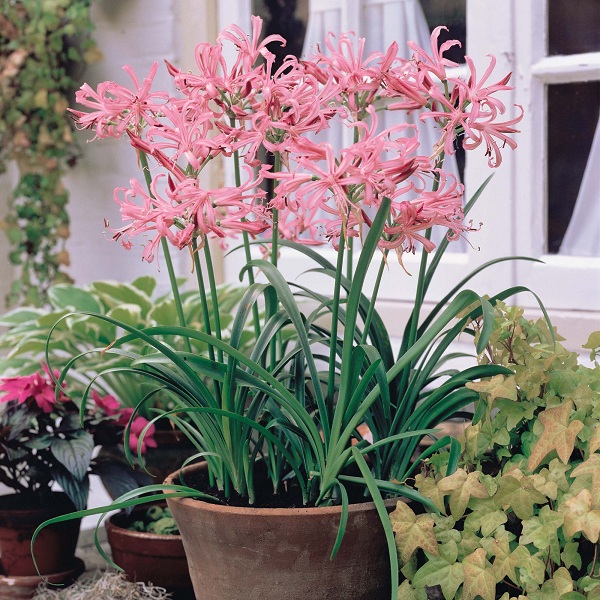 Bulbi di Nerine bowdenii