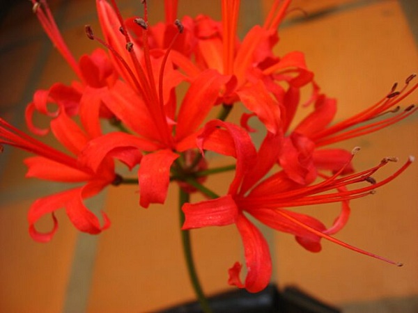 Nerine sarniensis