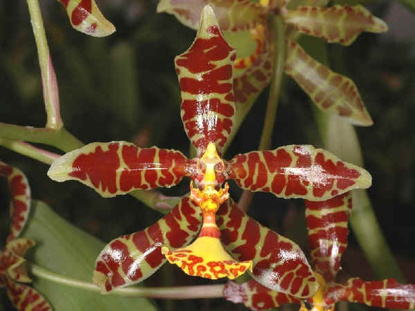 Odontoglossum grande