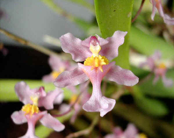 Oncidium ornithorhynchum