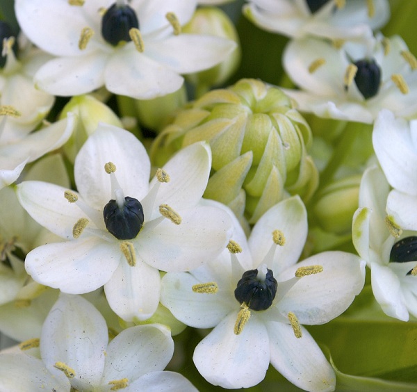 Ornithogalum arabicum