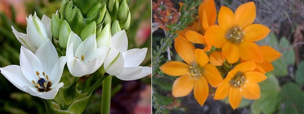 Ornithogalum thyrsoides