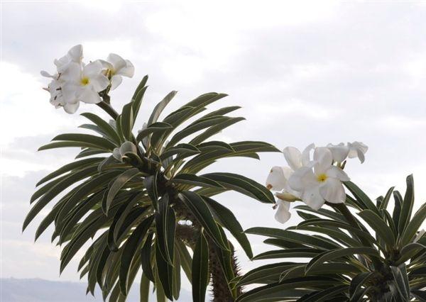 Pachypodium lamerei