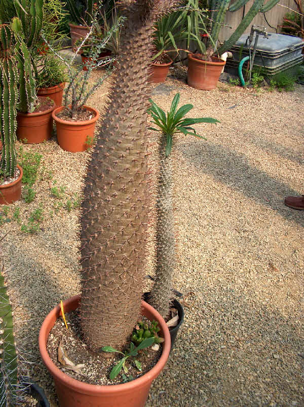 Pachypodium lamerei