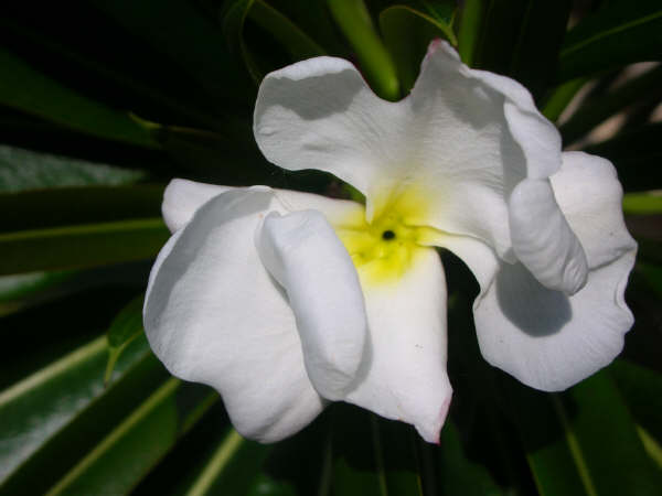 Fiore di Pachypodium lamerei