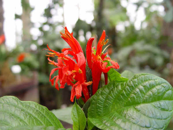 Pachystachys coccinea